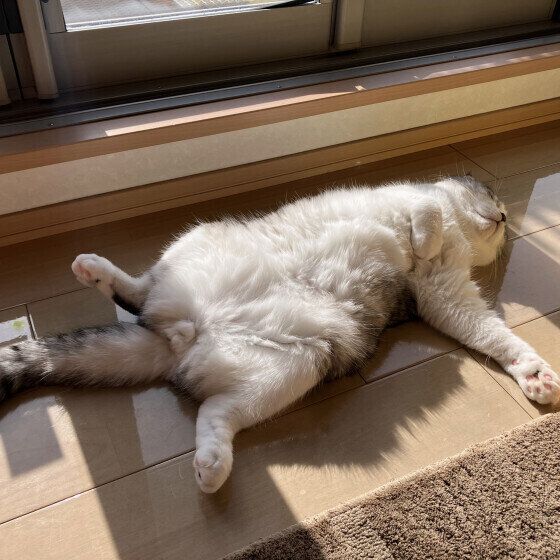 ヘソ天で眠るスコティッシュフォールド