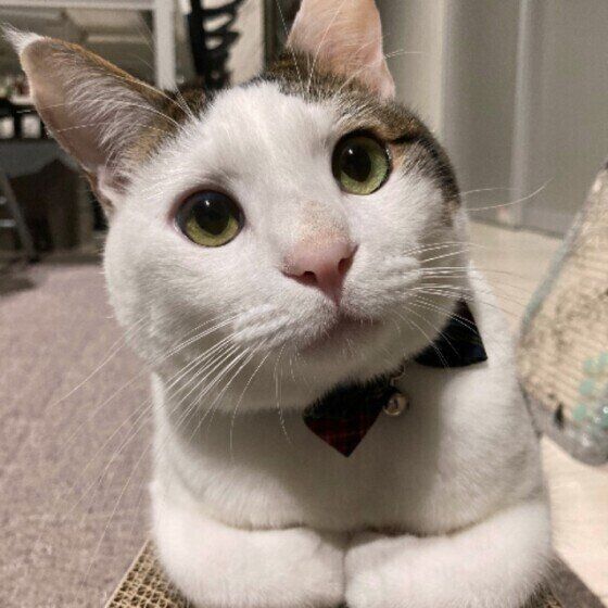 香箱座りをする猫