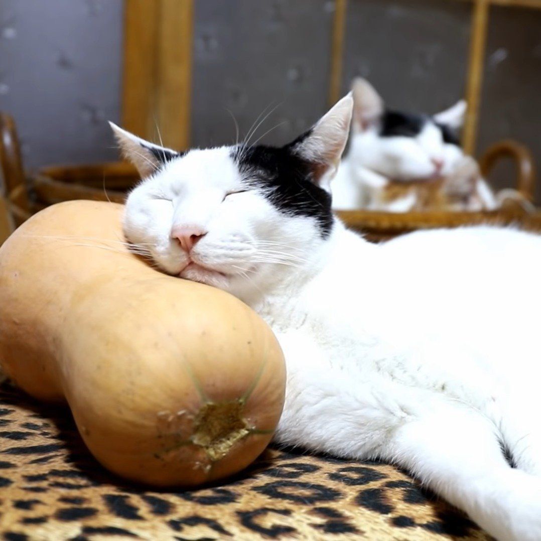 あるものを枕にする猫たち 心地よさそうな表情に癒される ねこのきもちweb Magazine