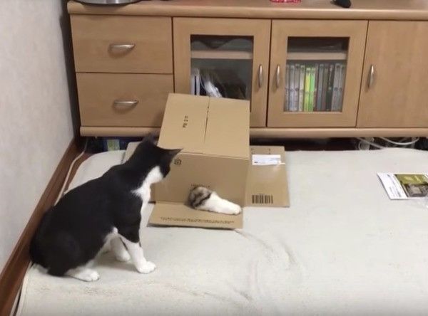 ヤドカリにゃんこ