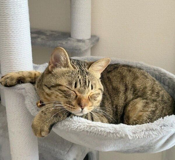 ハンモックで気持ち良さそうにくつろぐねぎくん