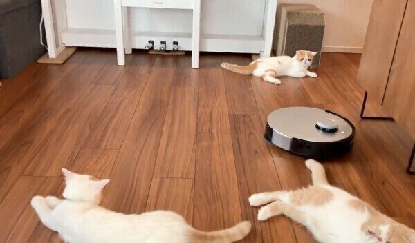 道をふさぐかのようにまったりする猫たち