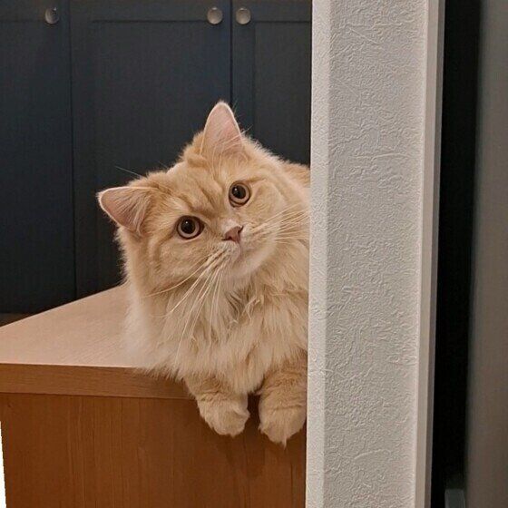 スコティッシュフォールドのフクくん