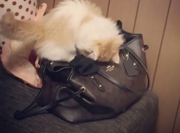 かばんを漁る猫