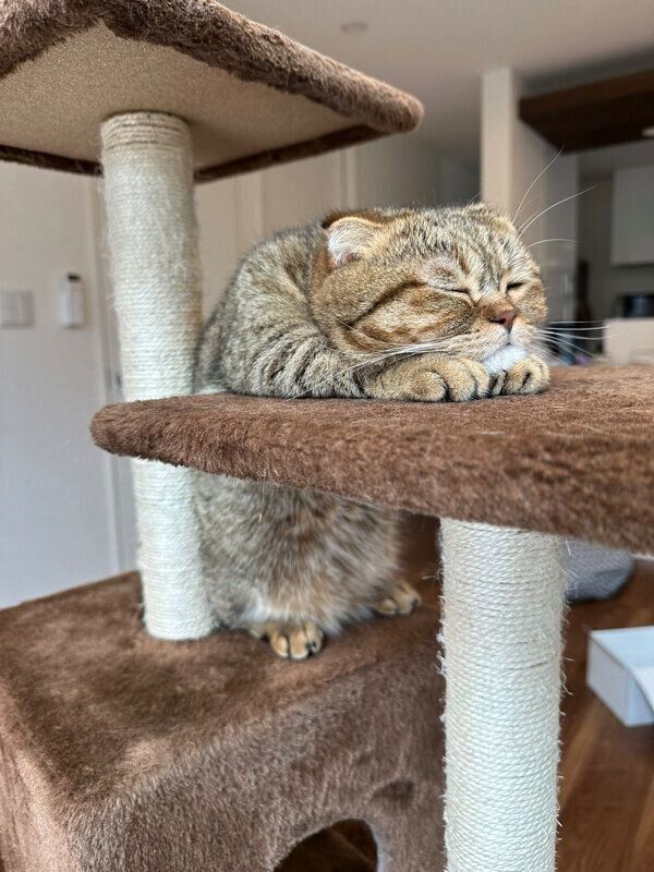 キャットタワーで眠るたぬ吉くん