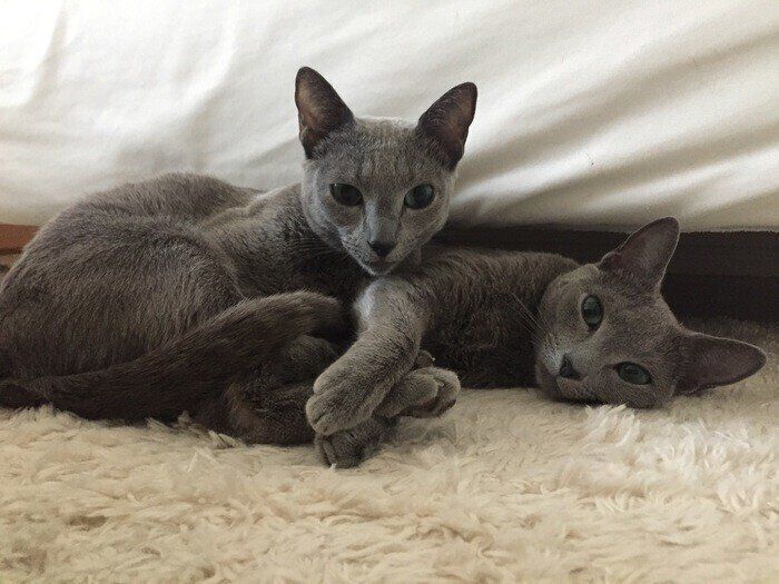 ロシアンブルーの特徴と飼い方 可愛い画像いっぱい｜ねこのき