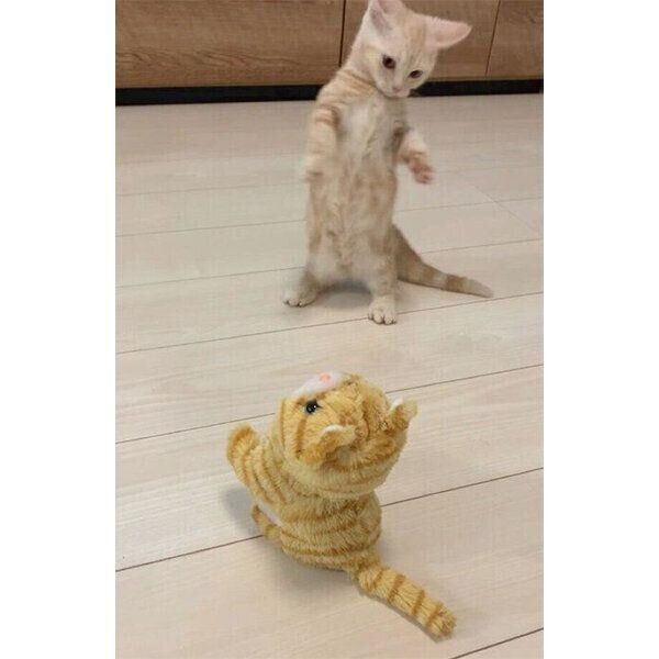 マンチカン立ちをするきなこくん