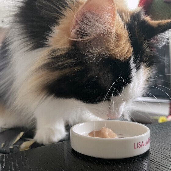 ゴハンに顔を近づけるミケ猫