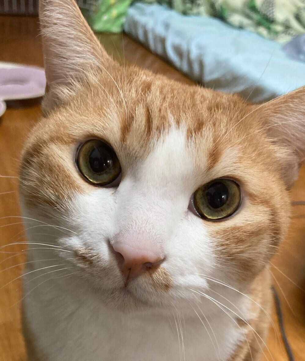 見つめるシャシャくん