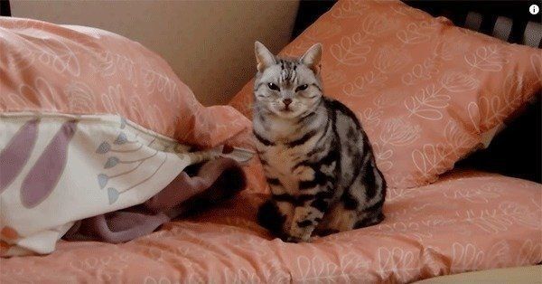 置いていかれて見張る猫