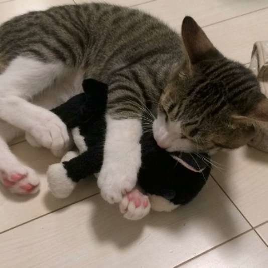 ぬいぐるみを抱っこする猫