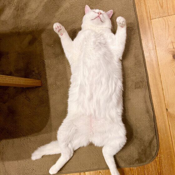 白猫のシロンくん