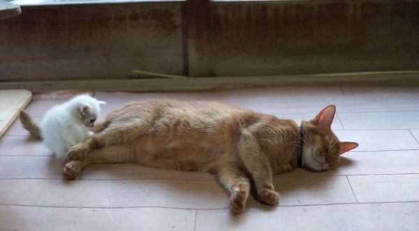 先輩猫に寄り添う子猫