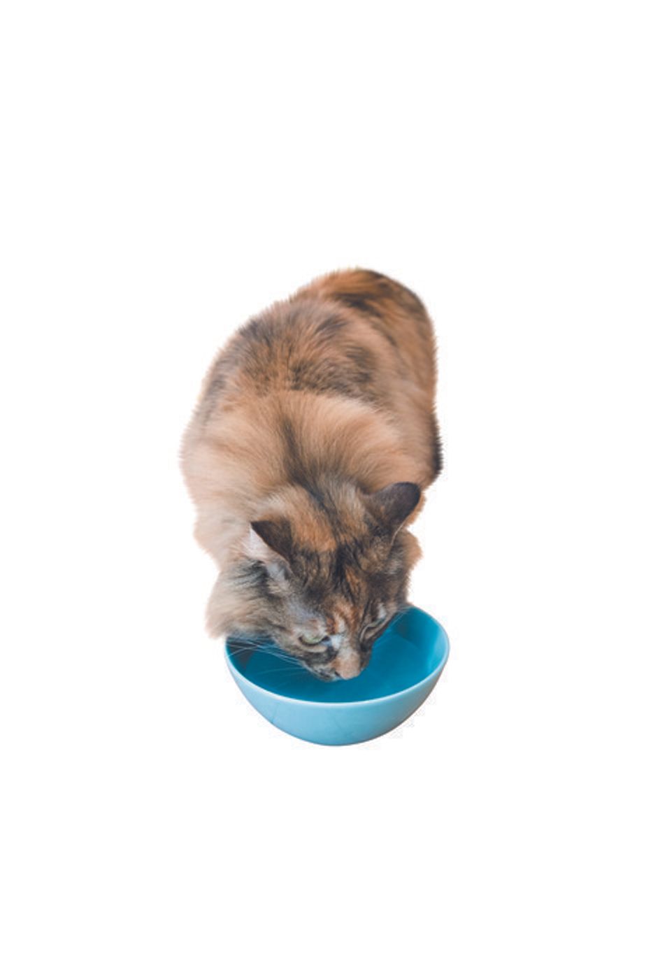 獣医師監修 猫への水の与え方 与える量や水の種類 注意点は ねこのきもちweb Magazine 獣医師監修 猫への水の与え方 与える量や水の種類 注意点は ねこのきもちweb Magazine