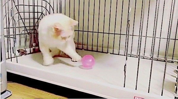 ボール大好きニャンコ