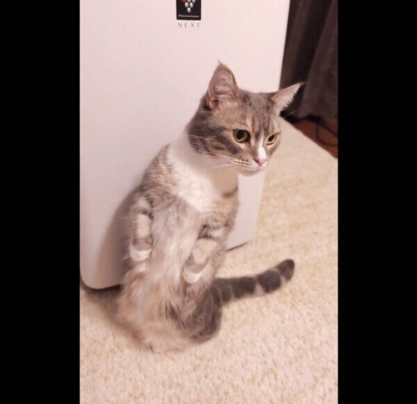 玄関のほうを観察するわらびくん