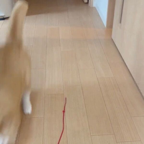 ヒモを全力でスルーするさんてくん