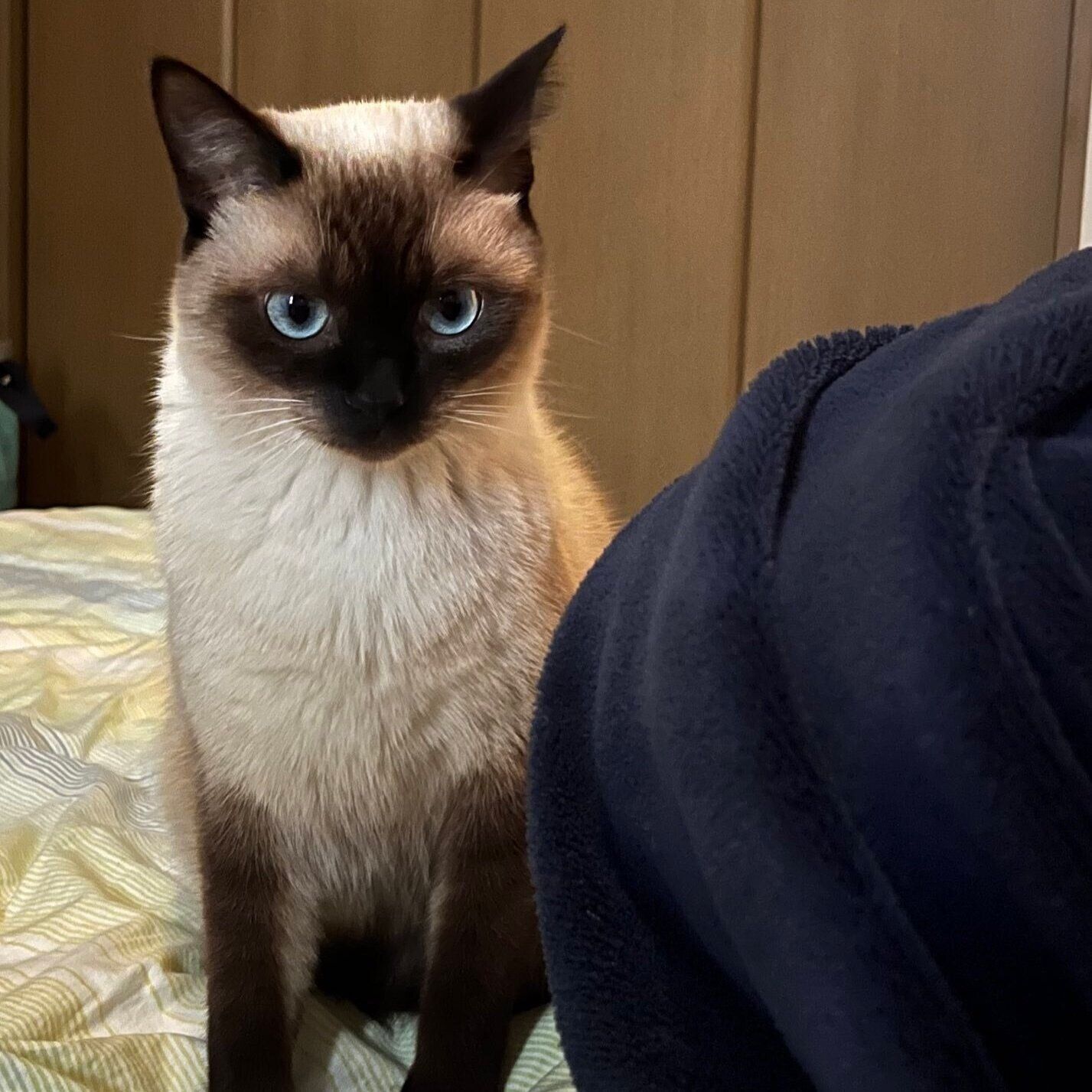 寝室で寝込んでいる飼い主さんのもとへやってきたぷよくん