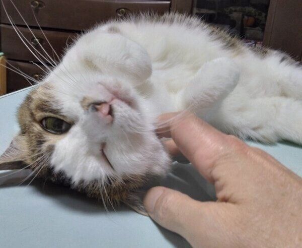 飼い主さんに甘えるすてらちゃん