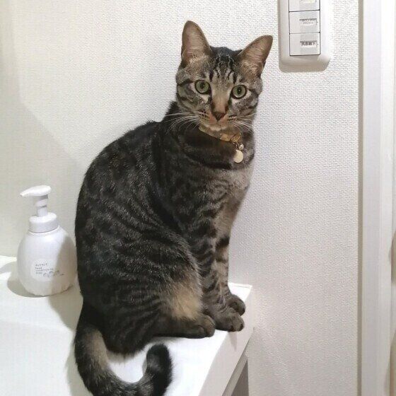 出待ち中の景虎ちゃん