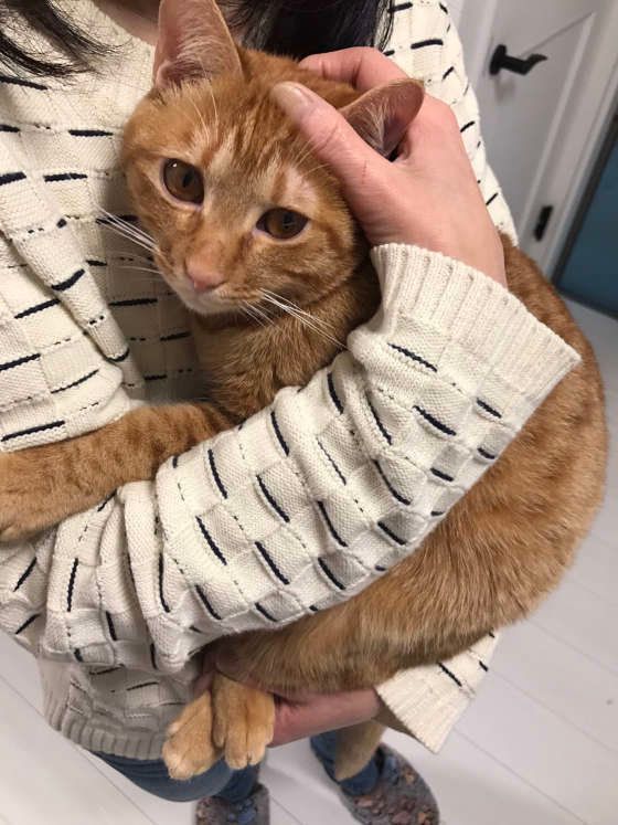 抱っこされているMIX茶トラ