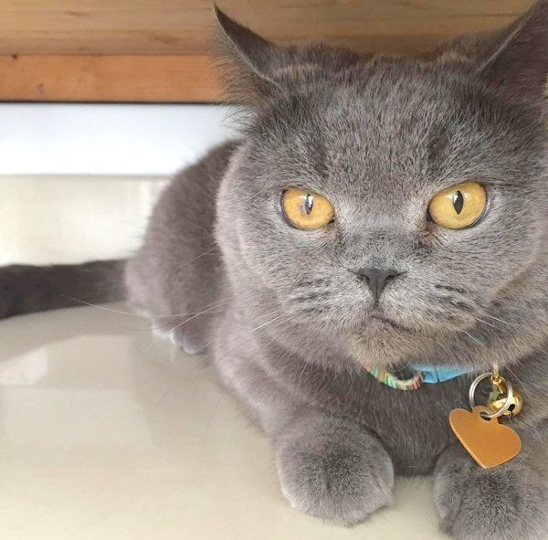 元保護猫・ブリティッシュショートヘアのルナ子ちゃん