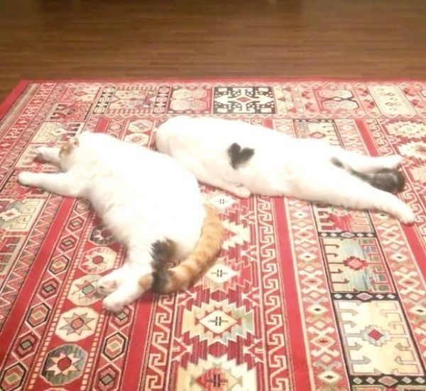 ぐーたらするスコティッシュフォールド