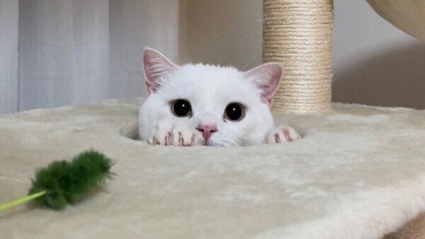 見つめるしらたまくん