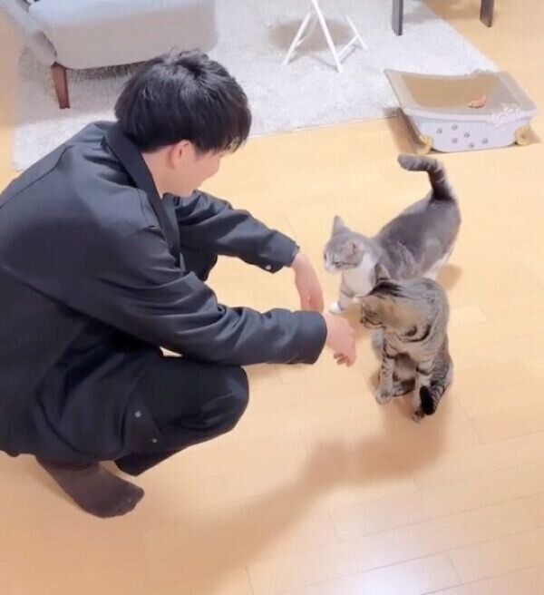 愛猫たちを愛でるパパさん