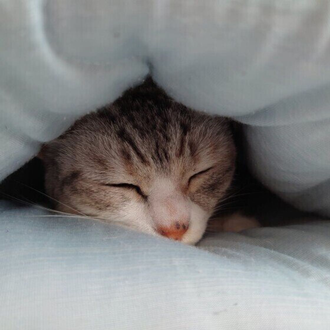 猫のためのベッドがあっても 猫が飼い主の枕を寝床にしたり 飼い主の布団に入りたがる健気な理由 ねこのきもちweb Magazine 猫のためのベッドがあっても 猫が飼い主の枕を寝床にしたり 飼い主の布団に入りたがる健気な理由 ねこのきもちweb Magazine