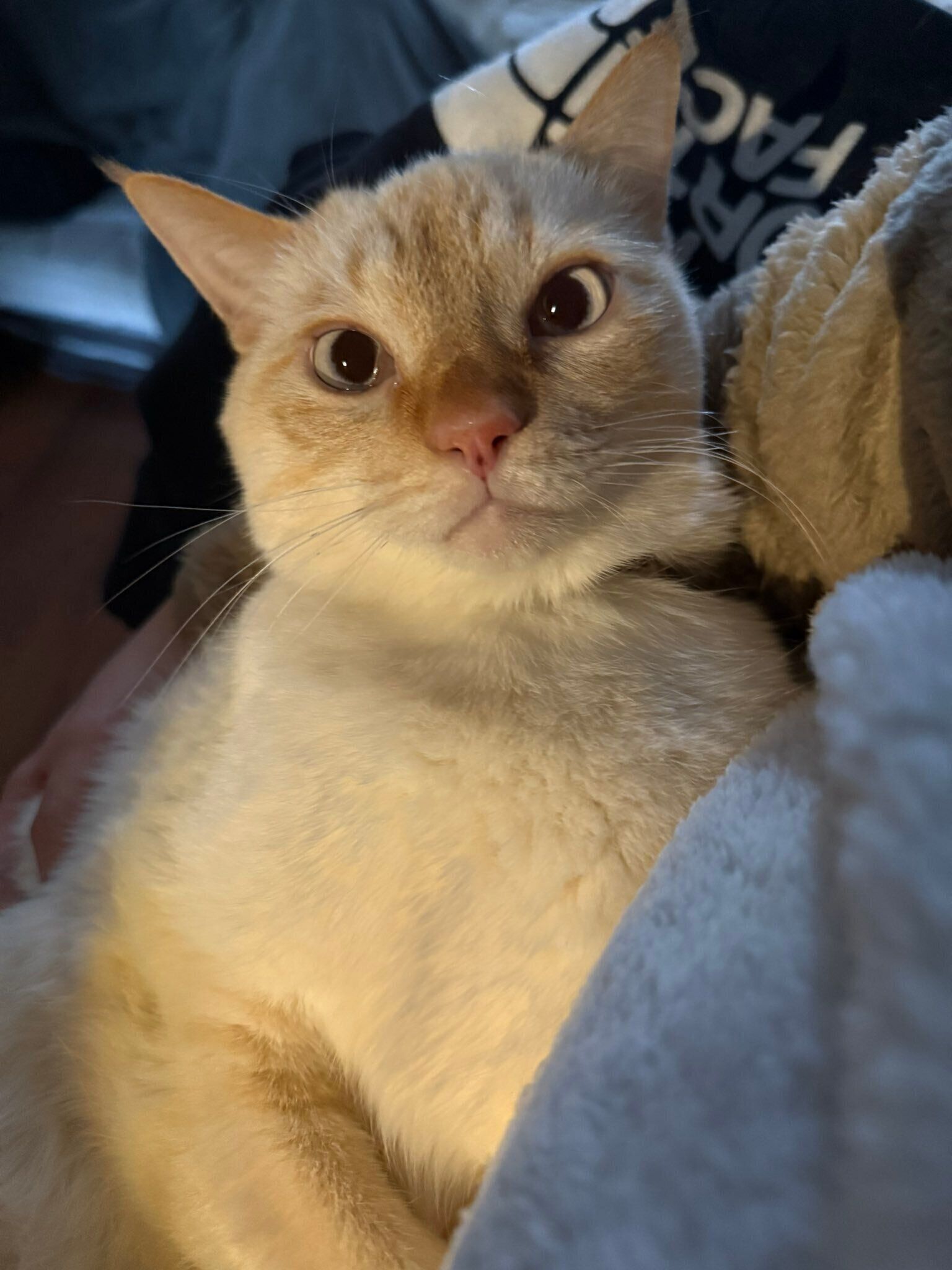 「感情が顔に出てわかりやすいところもかわいくて仕方がない」と飼い主さんが