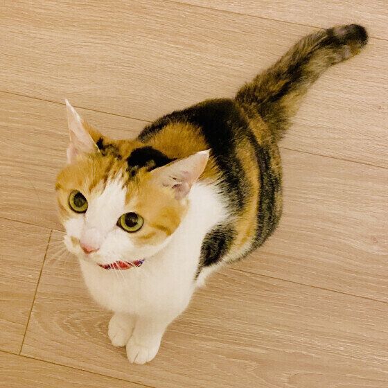 しっぽピーンで近づいてきた扇ちゃん