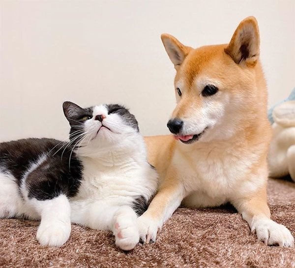 ラブラブっぷりがすごい 猫 柴犬 の最強コンビに癒される ねこのきもちweb Magazine ラブラブっぷりがすごい 猫 柴犬 の最強コンビに癒される ねこのきもちweb Magazine