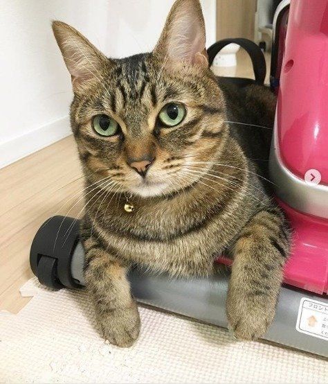 エアロバイクの下に座るとら君