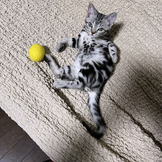 ウールボールで遊ぶアメショのシャルちゃん