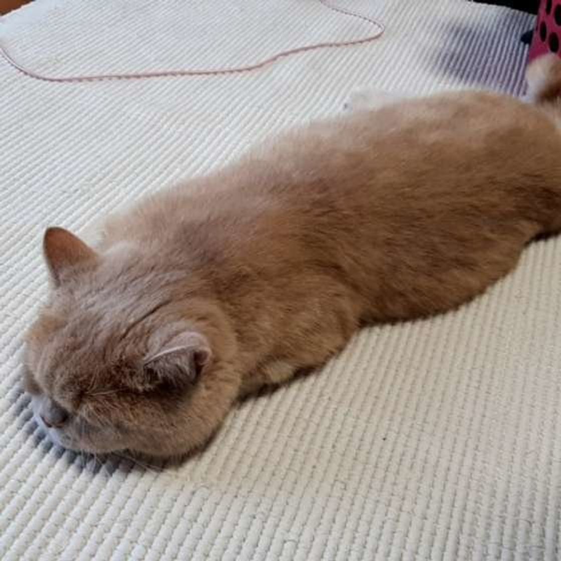 ツチノコ そっくりな猫のポーズ それは香箱座りの進化版だった ねこのきもちweb Magazine ツチノコ そっくりな猫のポーズ それは香箱座りの進化版だった ねこのきもちweb Magazine