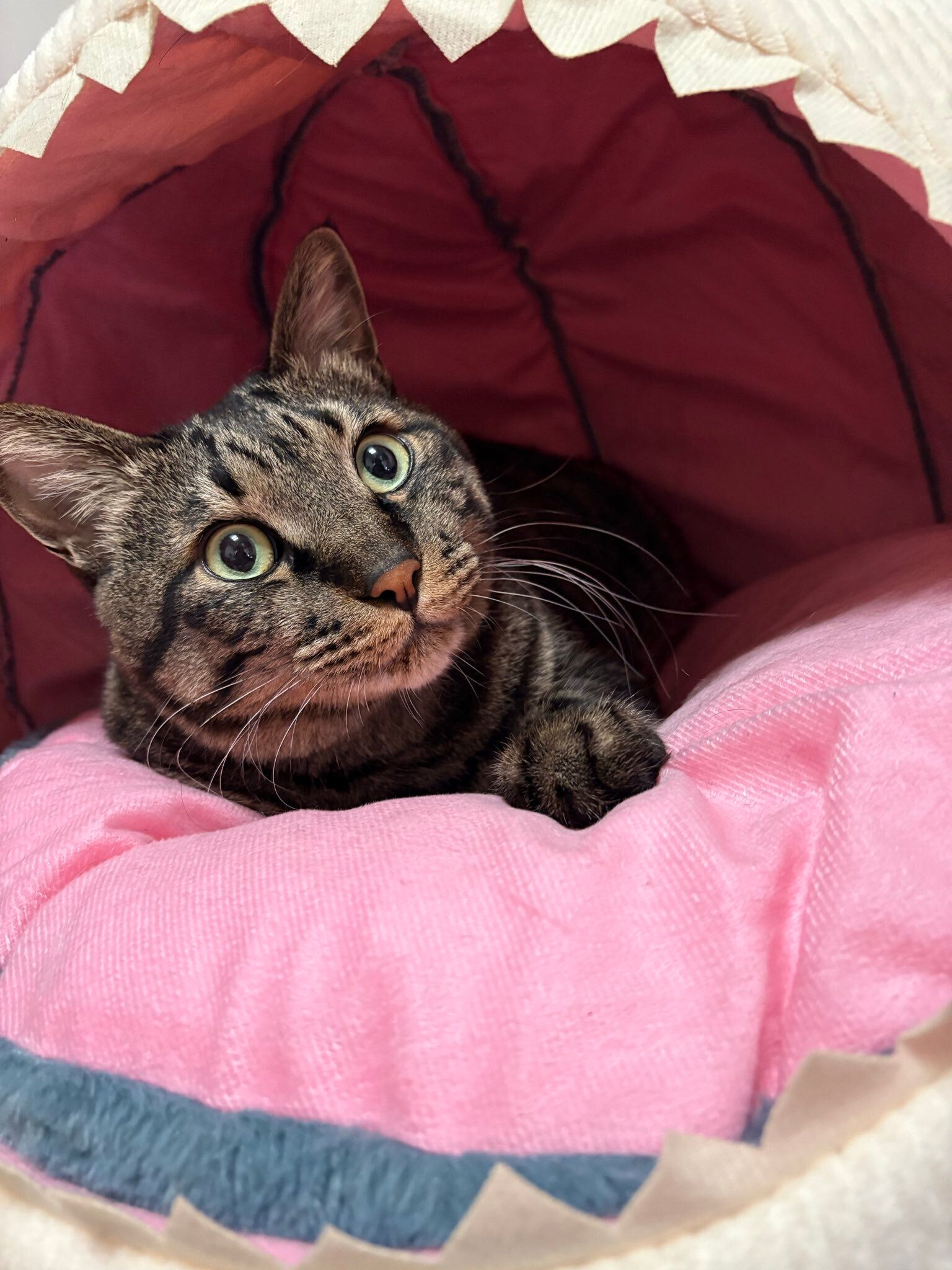 くつろいでいる猫