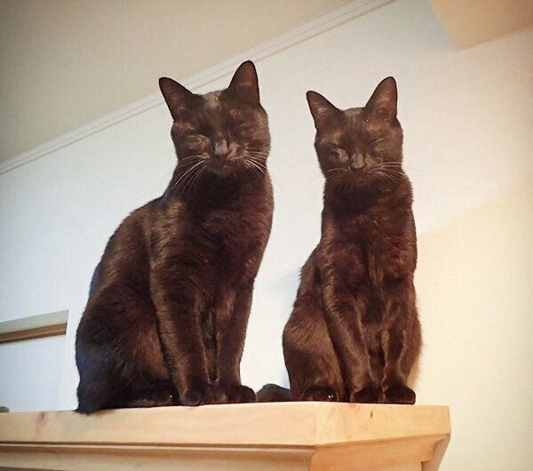 仲良く居眠りするななちゃんとはちちゃん