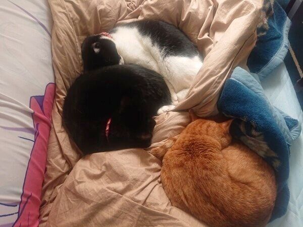 一緒に眠るモンドちゃん、クロスくん、虎乃助くん