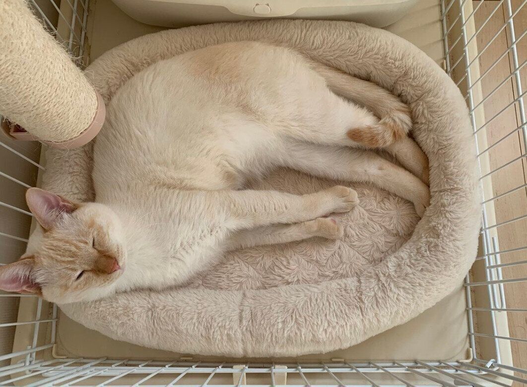 子猫時代のテンくん