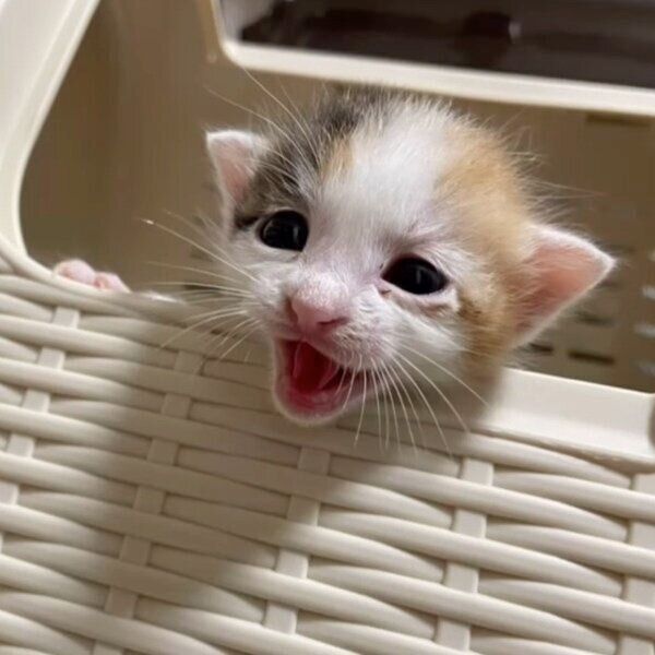 飼い主さんに保護された当初のみづきちゃん