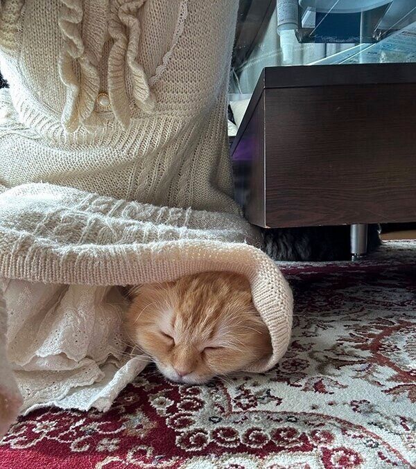 スカートの中で眠るエマちゃん