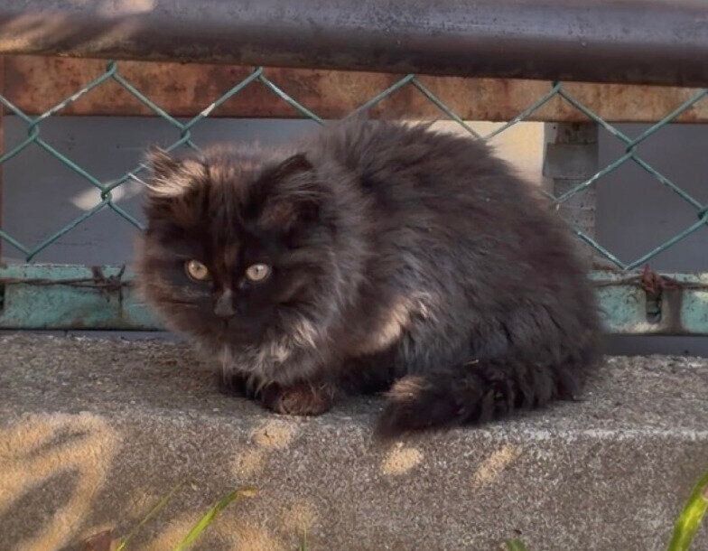 出会ったころのちゃこちゃん