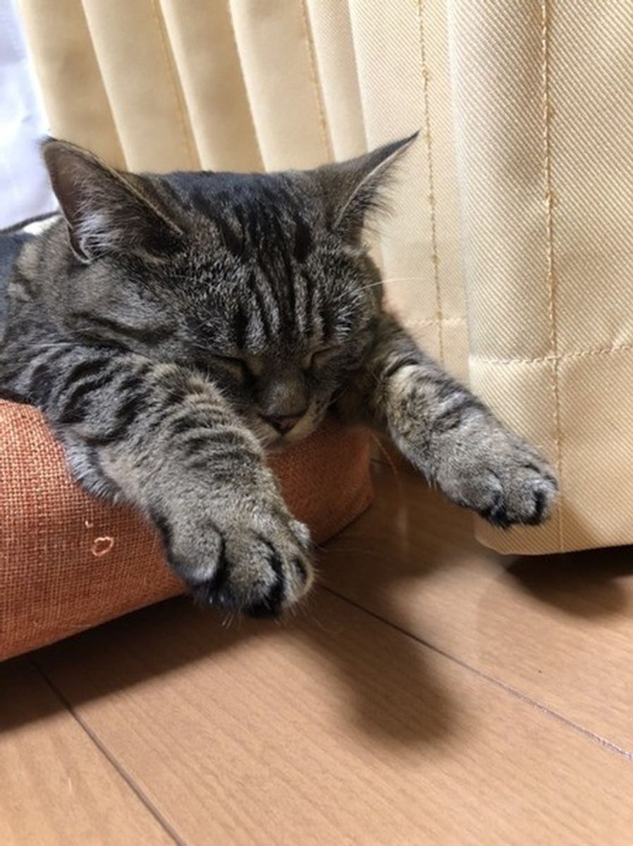 獣医師監修 猫が寝言を言うのは夢を見ているから 鳴き声別で解説 ねこのきもちweb Magazine 獣医師監修 猫が寝言を言うのは夢を見ているから 鳴き声別で解説 ねこのきもちweb Magazine