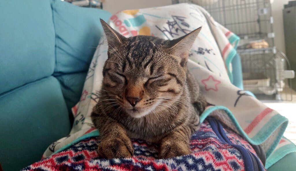 飼い主さんの上で眠るロニくん