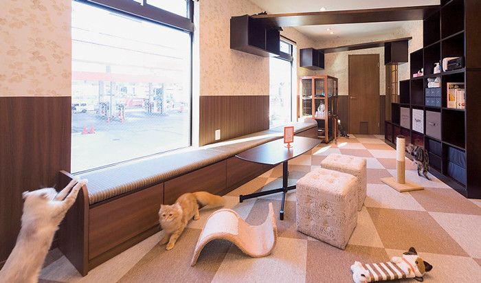 東京　板橋　猫カフェ　Neoneo