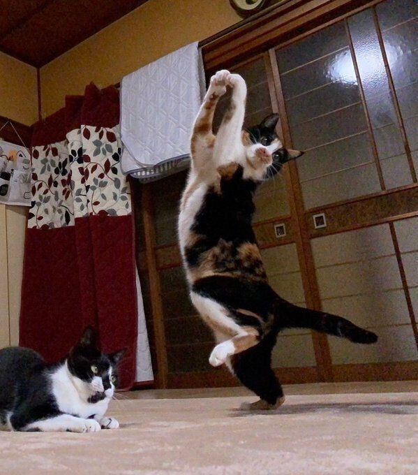 始球式のアイドルのようなちーちゃん