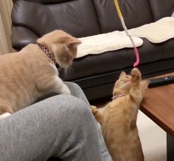 マンチカンのココちゃんとネネちゃん