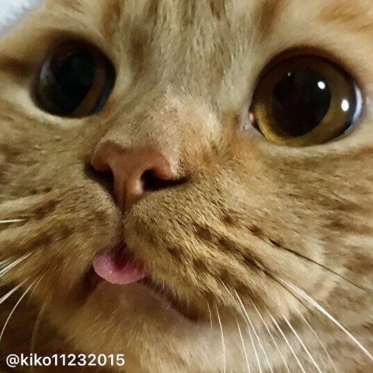 アランくんのお顔アップ