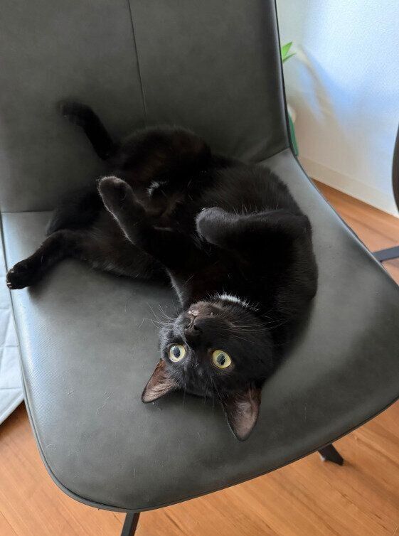 椅子の上で寝転ぶ猫